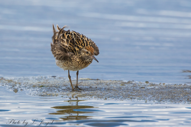 Сүүл элсэг(Calidris acuminata)